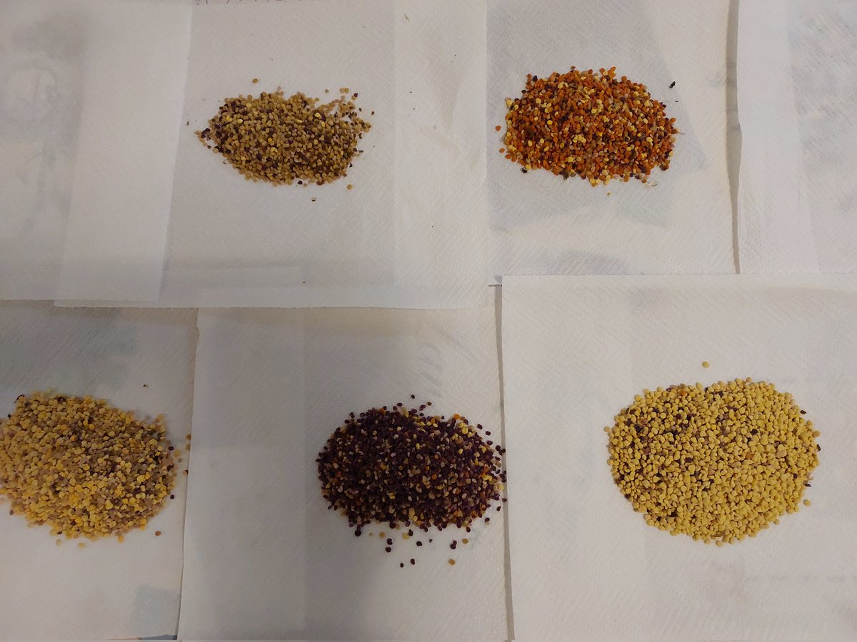 0xFreeFly's tweet image. Gm frens, 

As a beekeeper I usually get a lot of surprises from my bees, 

While harvesting pollen found 5 different beehives in the same yard that collected   different types of pollen!

#differentneeds
#differentpreferences
#unicity 
#Diversity