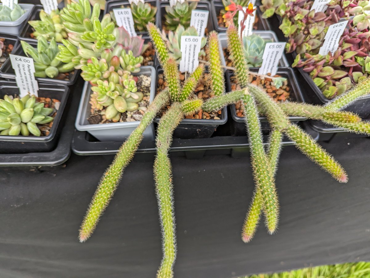 Plant Hunters Fairs (@plantfairs) on Twitter photo For Kev Bailey, first-timer at Ness it's as simple as ABC...&S - Acers, Bonsai, Cacti & Succulents. Visit ABC&S stall at <a href="/Ness_Gardens/">Ness Botanic Gardens</a> on Sun 3 Sept for something different For Kev Bailey, first-timer at Ness it's as simple as ABC...&S - Acers, Bonsai, Cacti & Succulents. Visit ABC&S stall at <a href="/Ness_Gardens/">Ness Botanic Gardens</a> on Sun 3 Sept for something different