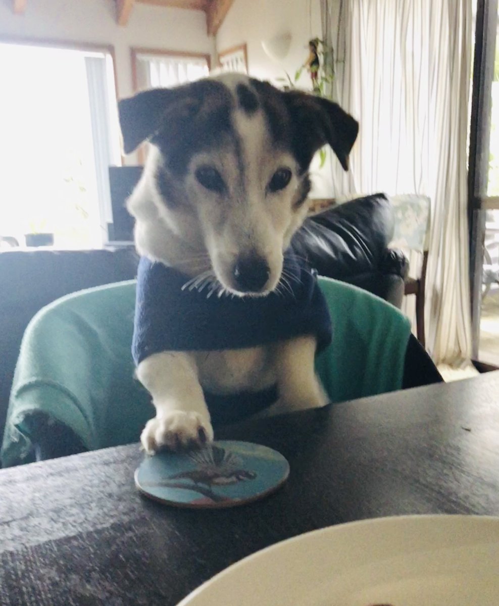 MsScarletBlade's tweet image. If you see this photo, QT with the most recent photo you took of one of your pets.