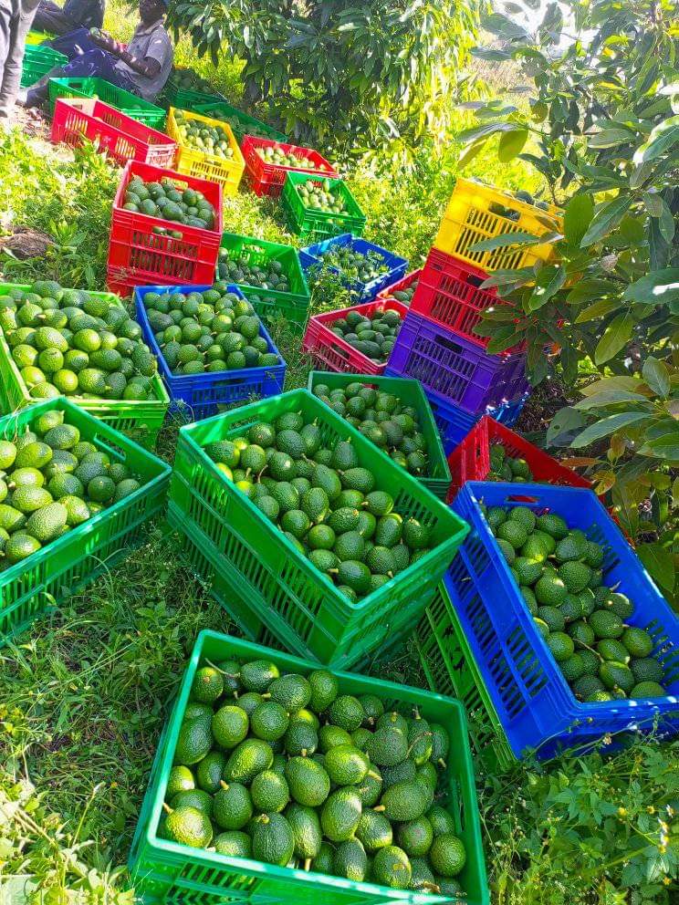 mynzagric254's tweet photo. No Country produces and exports More Avocado 🥑 in Africa than Kenya .

This is actually the case while avocado 🥑 is planted commercially in very few regions in the country .

Kenya has potential of challenging leading Avocado 🥑 Exporting and Producing Countries like Mexico if we embrace 🥑 Farming .

For Grafted fruit seedlings,

Click this link to message us on WhatsApp: https://t.co/xQiGFKmN0d