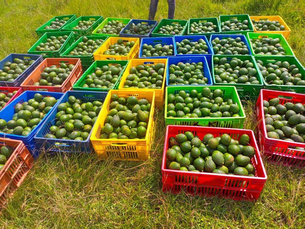 mynzagric254's tweet photo. No Country produces and exports More Avocado 🥑 in Africa than Kenya .

This is actually the case while avocado 🥑 is planted commercially in very few regions in the country .

Kenya has potential of challenging leading Avocado 🥑 Exporting and Producing Countries like Mexico if we embrace 🥑 Farming .

For Grafted fruit seedlings,

Click this link to message us on WhatsApp: https://t.co/xQiGFKmN0d