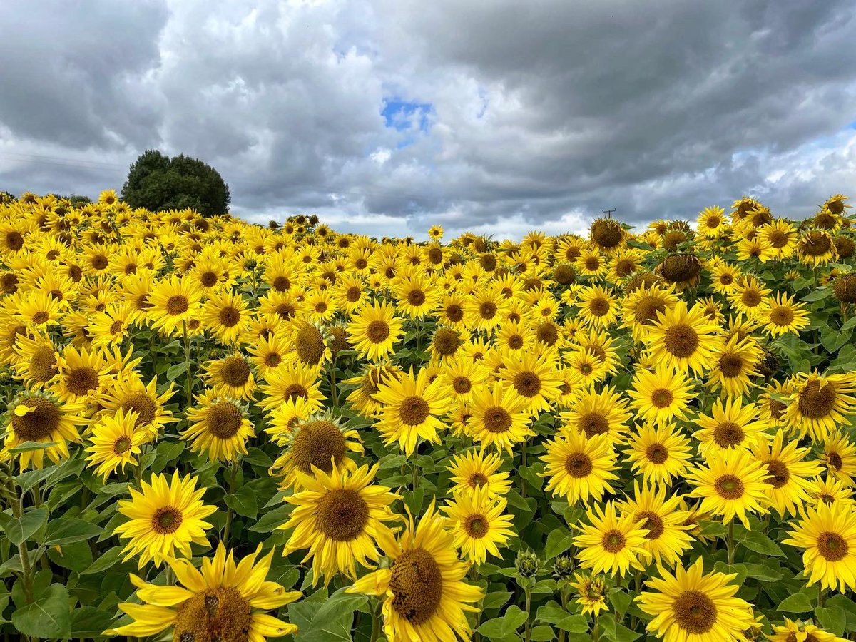 Gorgeous walk yesterday through the sunflower fields!😍🌻🌻 #Sunflowers #nature #beautiful