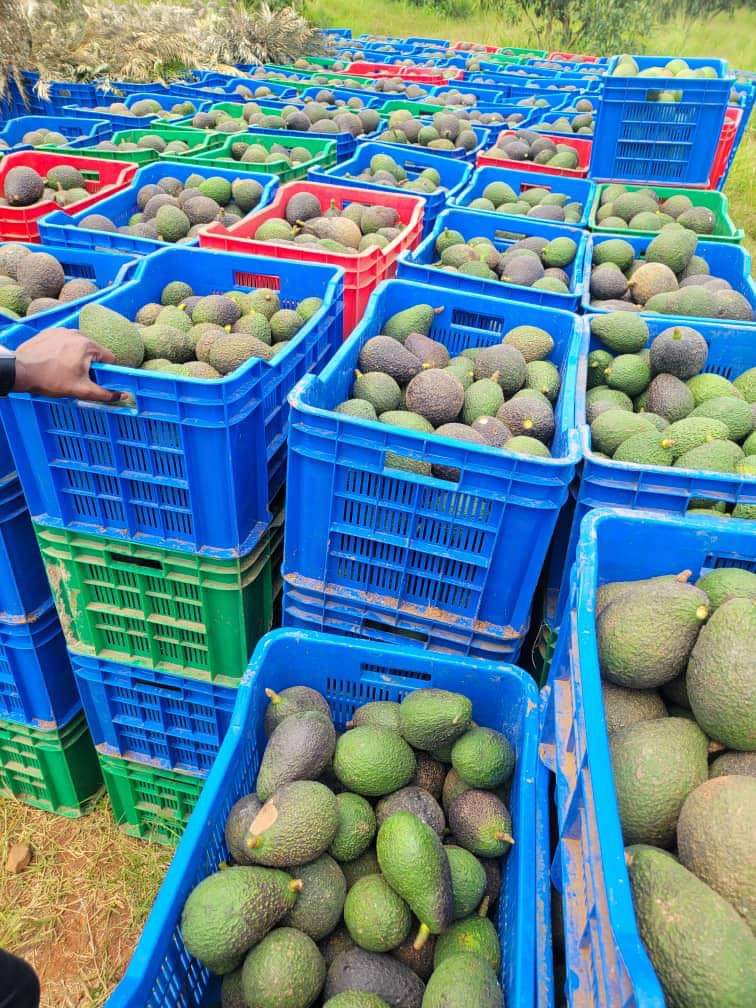 mynzagric254's tweet photo. No Country produces and exports More Avocado 🥑 in Africa than Kenya .

This is actually the case while avocado 🥑 is planted commercially in very few regions in the country .

Kenya has potential of challenging leading Avocado 🥑 Exporting and Producing Countries like Mexico if we embrace 🥑 Farming .

For Grafted fruit seedlings,

Click this link to message us on WhatsApp: https://t.co/xQiGFKmN0d