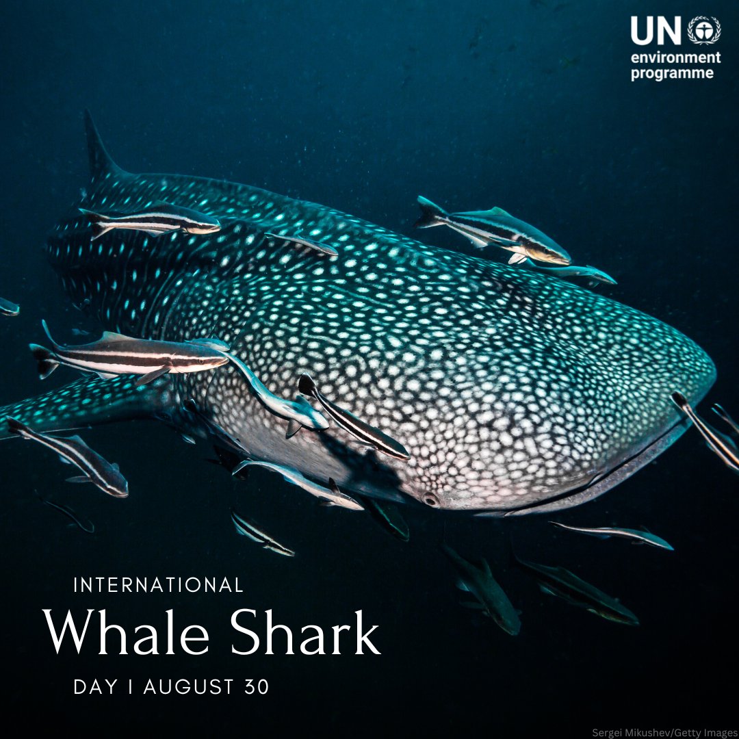 Did you know? Human activity &amp; the impacts of the #ClimateCrisis are putting whale sharks at an increasing risk of extinction.

The Global Biodiversity Framework provides a blueprint to protect threatened species &amp; halt nature loss.

unep.org/resources/kunm…