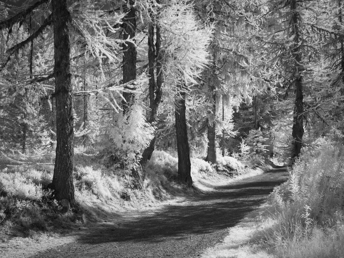 jasonfriendcouk's tweet photo. Another shot from somewhere in France! What I love about infrared photography is that it just transforms any location.#infrared #infraredphoto #infraredworld #landscapephotography #irphotography #ThePhotoHour #infraredcamera #landscapes #outdoortones #infraredlandscape #irphoto https://t.co/4oBAW4W8yu