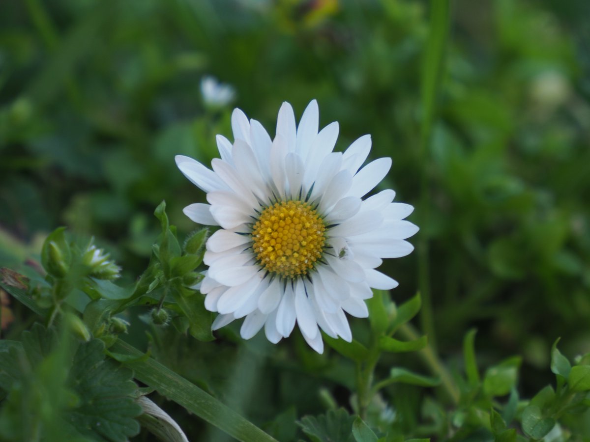 soapy of the swans™ tweet media