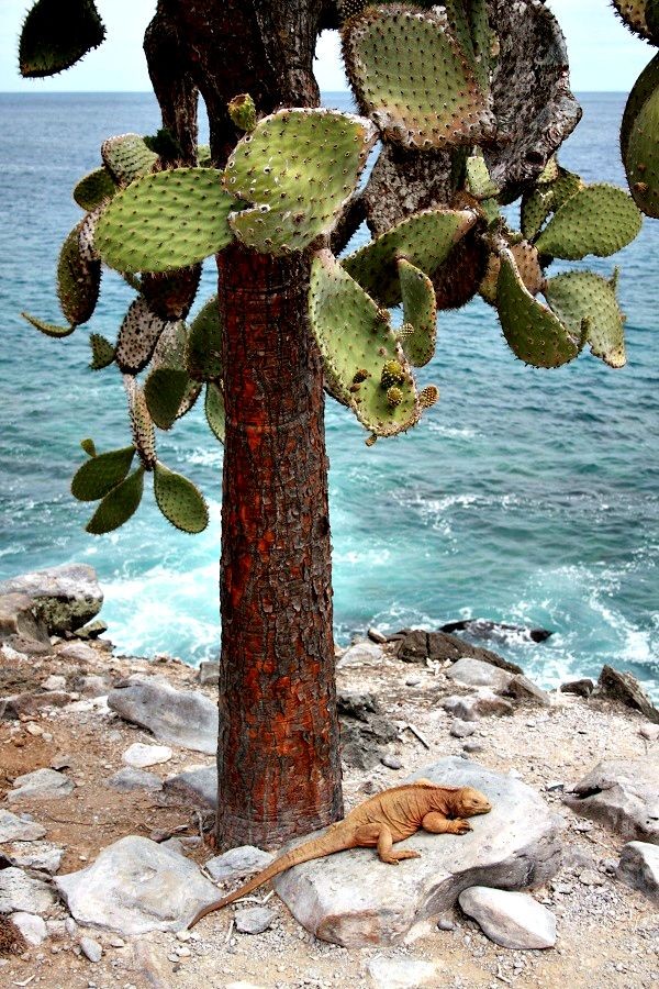 👉Opuntia👈
🌎:galapagos
📷: internet 

 #Cactus  #Kaktüs   #Cacto #cacti