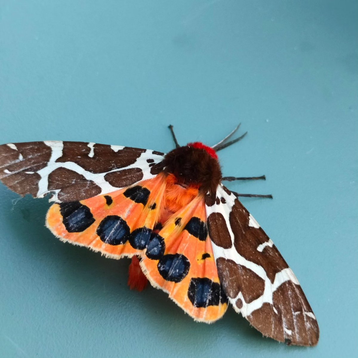 koen_leysen's tweet photo. Leukerds in de tuin: Grote beer, Koperuil, Agaatvlinder en Iepentakvlinder #wildetuin #motten #nachtvlinders #natuurpunt https://t.co/234wyrurmO