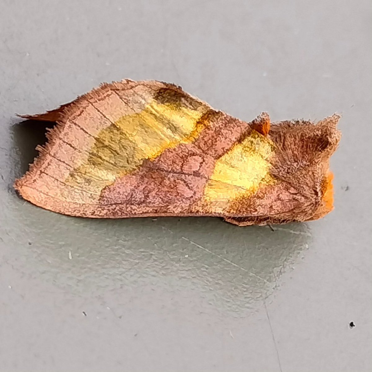 koen_leysen's tweet photo. Leukerds in de tuin: Grote beer, Koperuil, Agaatvlinder en Iepentakvlinder #wildetuin #motten #nachtvlinders #natuurpunt https://t.co/234wyrurmO