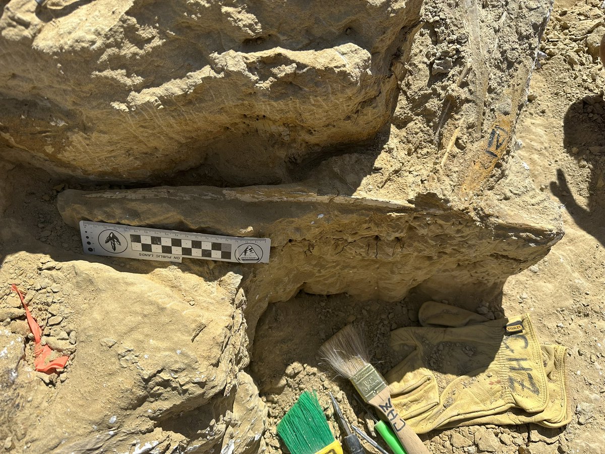 Dino_Chinzorig's tweet photo. #MADEX23 #NatGeo #ZZTE23 #IPMAS
DAY-8: The Early Cretaceous giant ankylosaur “HAHA” quarry dig in southeastern Gobi in Mongolia.
A twisted ossified tendon accumulation is interesting. A crew is suddenly hit by a flash rain.
@ExpeditionLive @freewillie643 @palaeontolojosh https://t.co/9T4ZNBLVHi