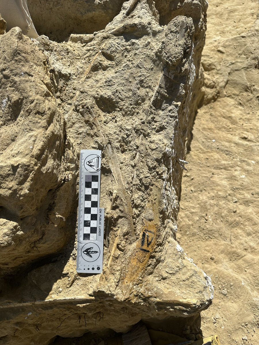 Dino_Chinzorig's tweet photo. #MADEX23 #NatGeo #ZZTE23 #IPMAS
DAY-8: The Early Cretaceous giant ankylosaur “HAHA” quarry dig in southeastern Gobi in Mongolia.
A twisted ossified tendon accumulation is interesting. A crew is suddenly hit by a flash rain.
@ExpeditionLive @freewillie643 @palaeontolojosh https://t.co/9T4ZNBLVHi