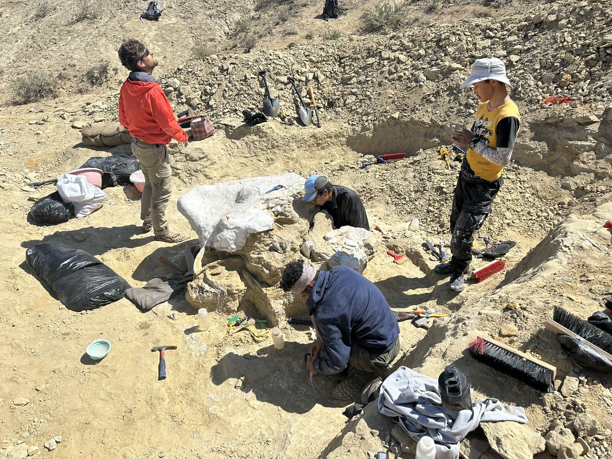 Dino_Chinzorig's tweet photo. #MADEX23 #NatGeo #ZZTE23 #IPMAS
DAY-8: The Early Cretaceous giant ankylosaur “HAHA” quarry dig in southeastern Gobi in Mongolia.
A twisted ossified tendon accumulation is interesting. A crew is suddenly hit by a flash rain.
@ExpeditionLive @freewillie643 @palaeontolojosh https://t.co/9T4ZNBLVHi
