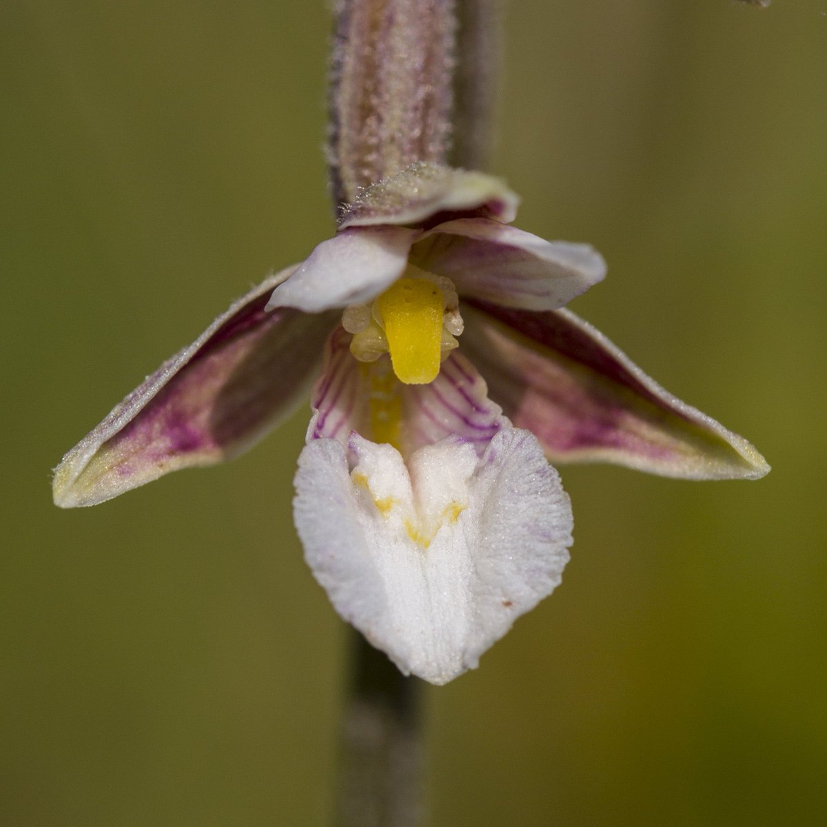 A Marsh Helleborine, native British orchid, first described in English in 1633. Since then it has lost around 60% of its range, mostly due to people destroying its habitat. Conservation status: Least Concern.