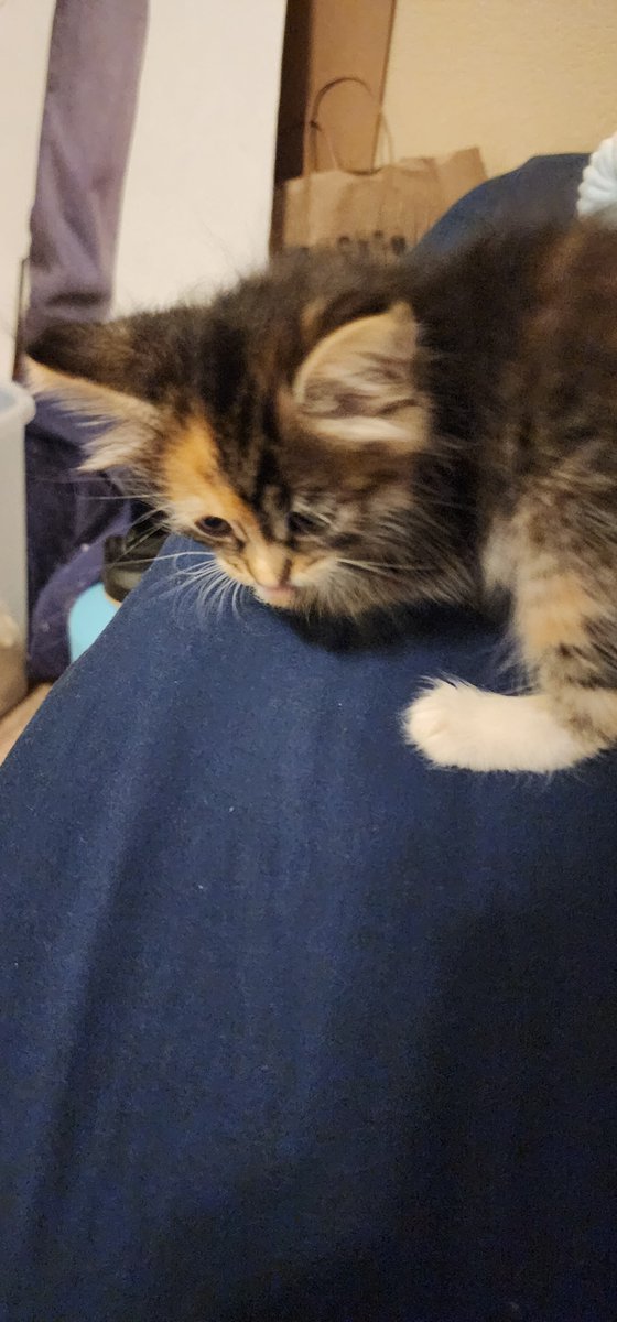 AndrewSerpe's tweet photo. @neraduh She's gotten a lot bigger since these but here's some motivation. Be careful tho they have so much energy you'll wake up every 2 hours cause she's hungry or bored https://t.co/oyaSRcJzPg