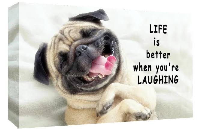 Pugs 💓💓🥰

Life is better when you're laughing

#pugslife #pugface #puglife #pugglesofinstagram
#pugstuff #pugdog #pugmix #pugworld
#pugmagazine #pugoftheday #dutchbulldog
#puggylove #pugsandkisses #puglove #pug