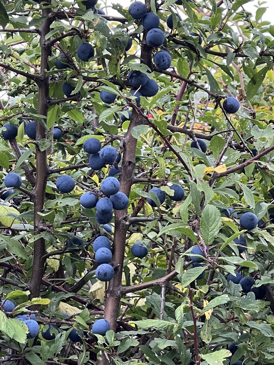 A reminder that sloes grow on blackthorn (Prunus spinosa) @WoodlandTrust 

#sloegin @SeasonalFood @arborsmarty 

woodlandtrust.org.uk/trees-woods-an…