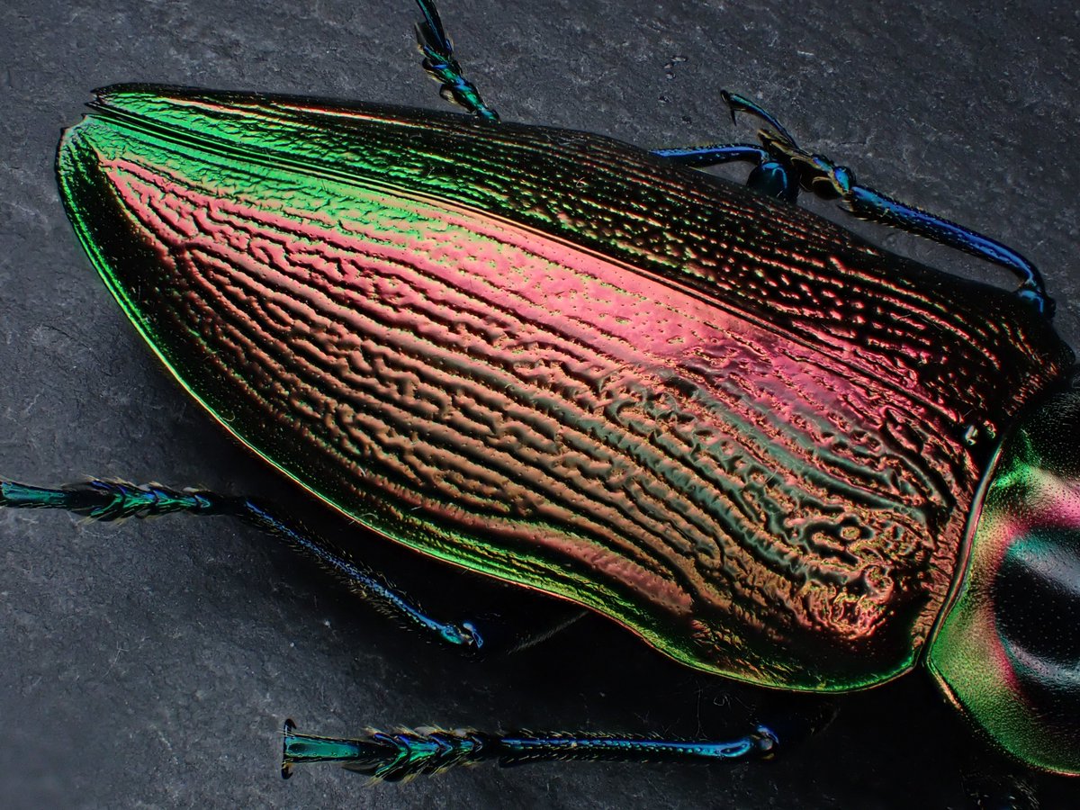 Euchroma giganteum ナンベイオオタマムシ 🇵🇪 Peru 割と有名な大型