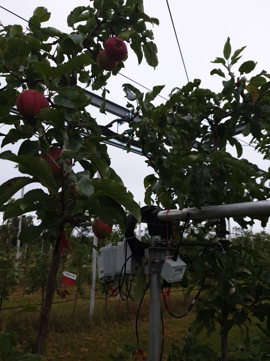 Prec_Hort's tweet photo. global radiation and fruit response measured in the canopy #SHEET #Fiorama @ictagrifood #UPGmbH #globalwarming #food #spectroscopy #sensors https://t.co/Fj9SToXJcb
