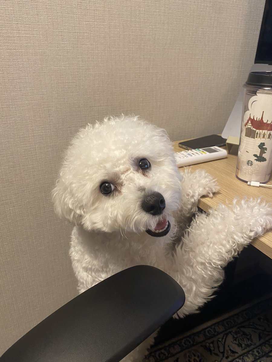 ちゃんと仕事してるか監視してくる犬