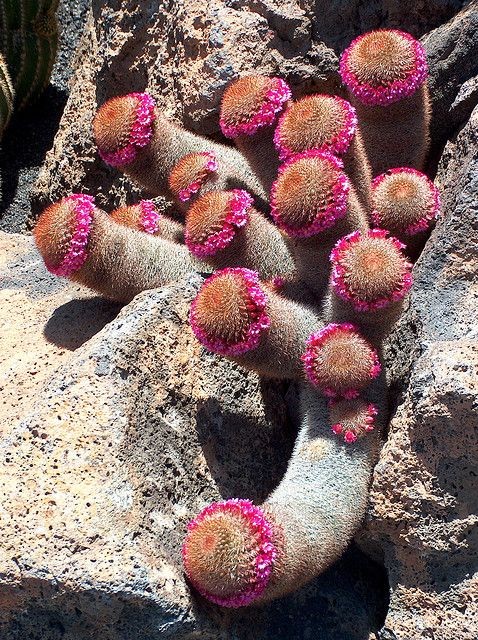 👉Mammillaria matudae 👈
📷:internet 
🌎:mexico
  #Cactus  #succulent  #Kaktüs     #Cacto #cacti  #botanica