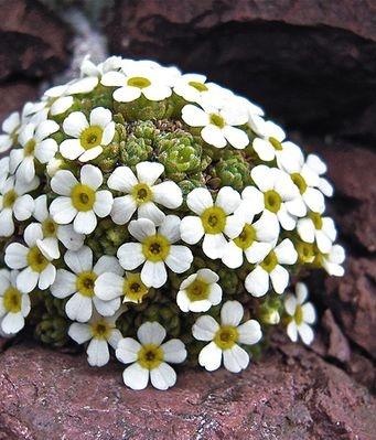 👉Androsace helvetica 👈
📷:internet 
🌎:Swiss 
#Cactus #Plant #Succulent    #Suculenta #Suculento