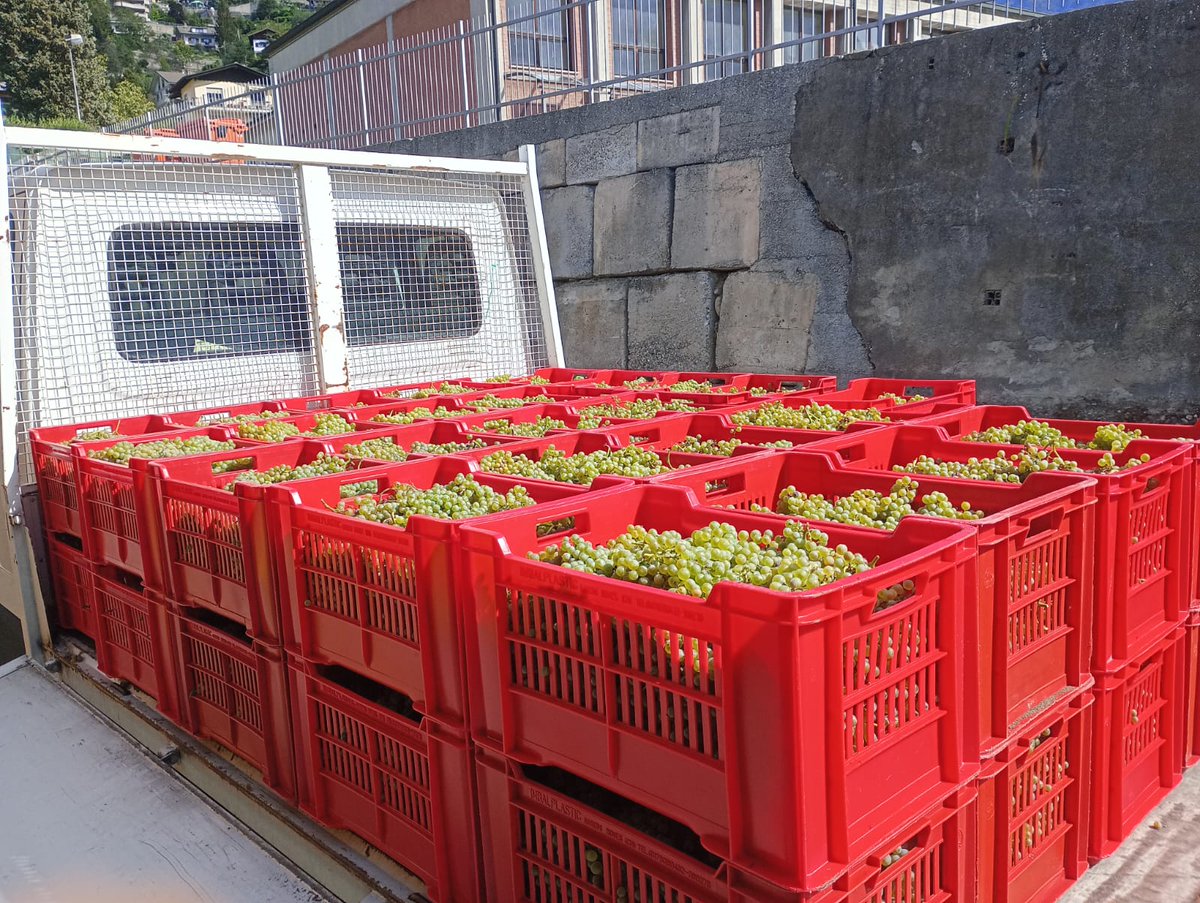 È finalmente arrivato il momento più atteso dell'anno: l'inizio della #vendemmia!
#Vendemmia2023 #PassioneDelVino