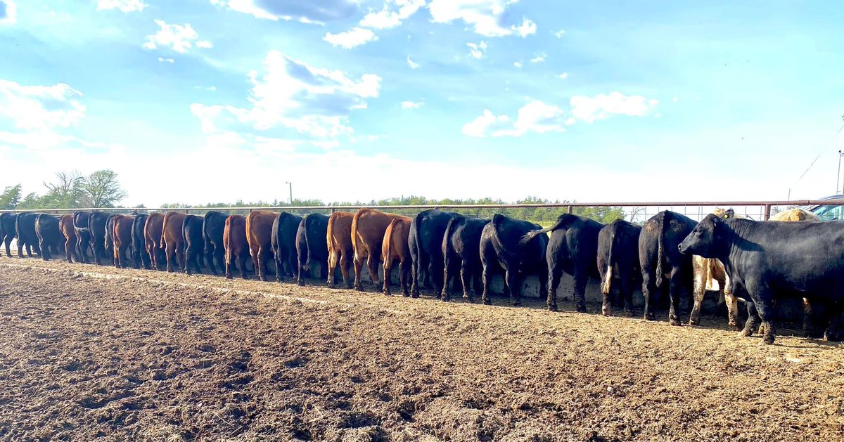 AgricultureFhsu's tweet image. Any judging teams coming through Hays that are interested in a market steer workout, feel free to reach out to us. We currently have 40hd of halter broke fat steers on feed till around the middle of October.