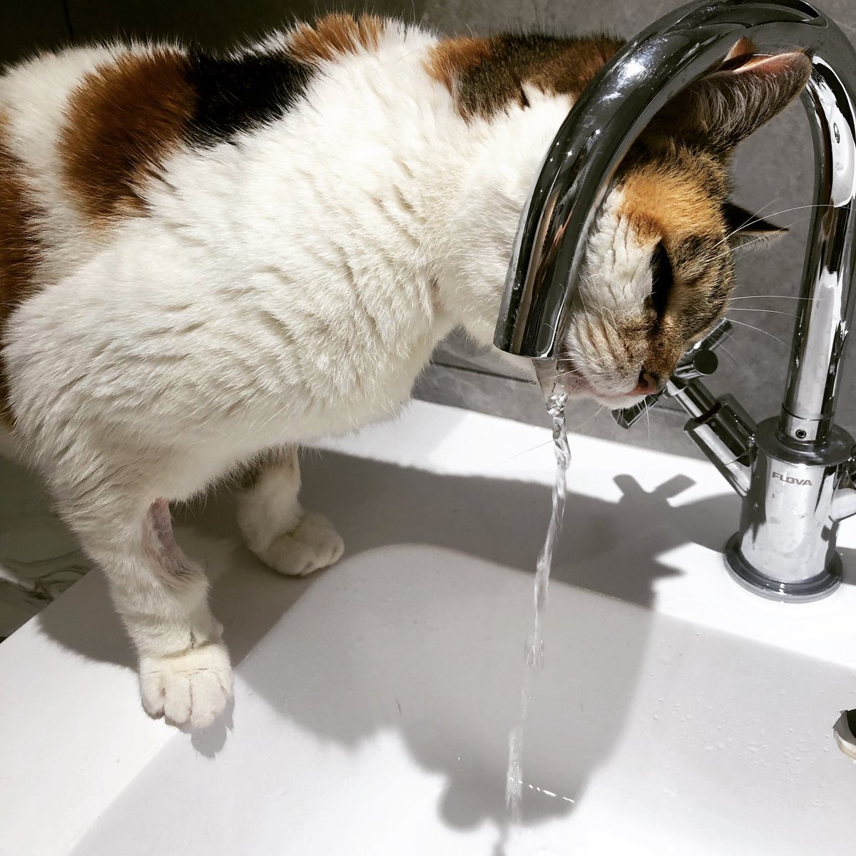 SuButcher's tweet image. Update on the lovely Mia: she’s put on over 300g (10% body weight) in three weeks and is so feisty they needed an extra nurse to get the line in. So much more herself now 🥰
#catcancer #catsofinstagram