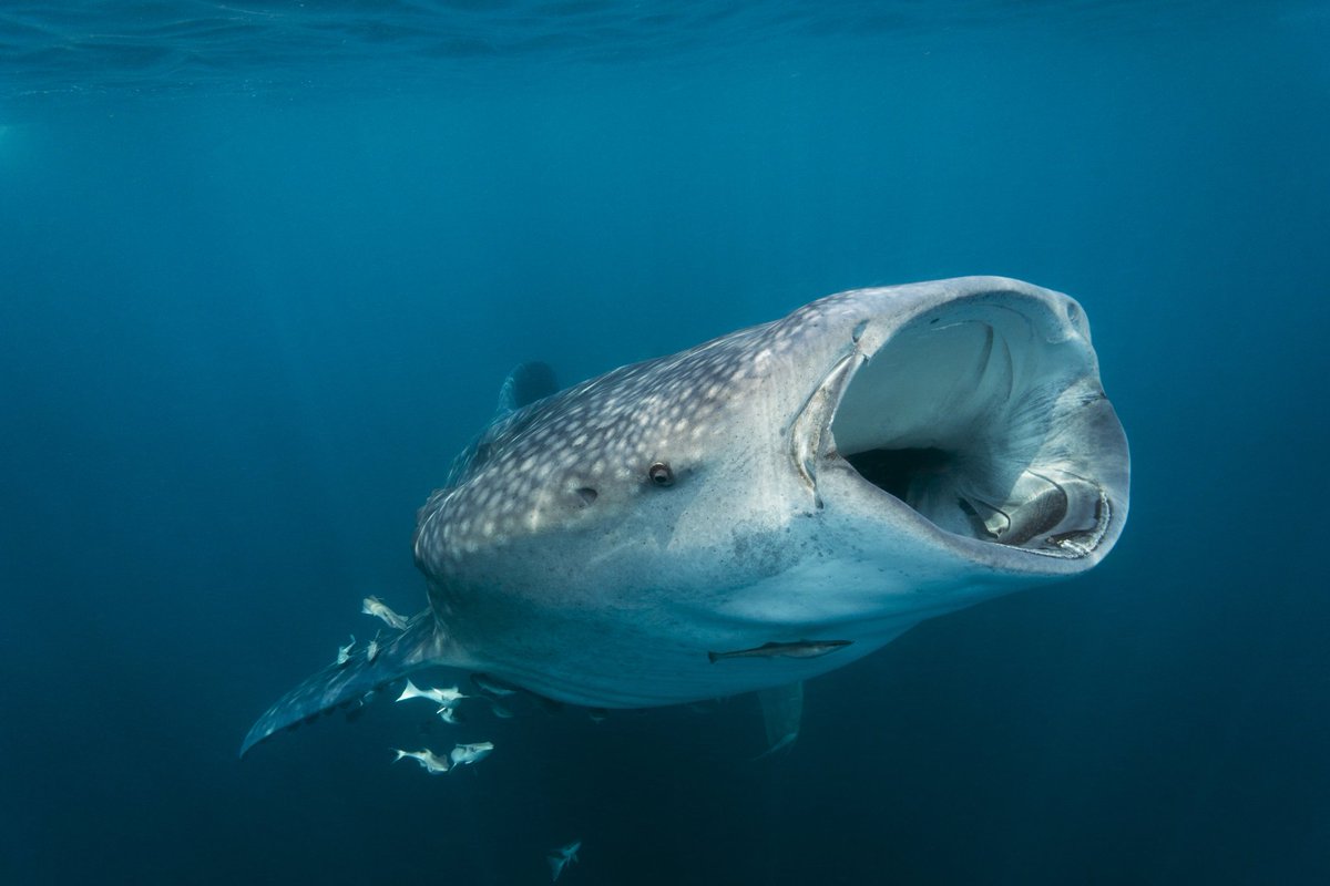 Happy #InternationalWhaleSharkDay 
So grateful at <a href="/mareco_org/">Marine Research & Conservation Foundation (MARECO)</a> to work with so many partners and collaborators all over the world to improve the outlook of the world's largest fish 🤗💪🙏🦈🦈
#whaleshark #endangered