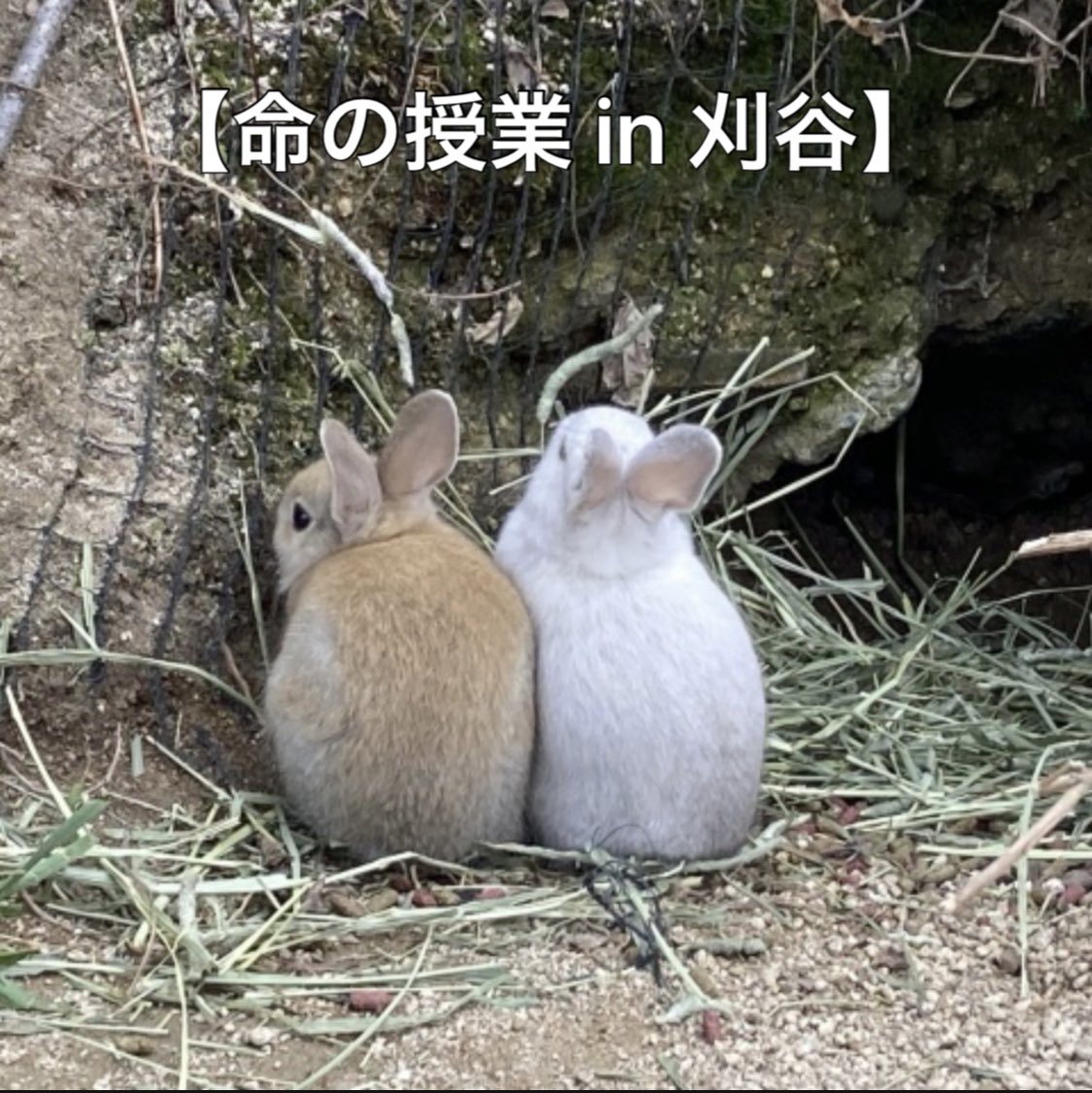 KushidaOf's tweet photo. 【命の授業 in 刈谷】

9月3日（日曜日）
午後1時〜
愛知県刈谷市東陽町1丁目32-2 刈谷市民交流センター１F（参加無料）

来月には議連でノイヌ、ノネコ対策PTが立ち上がります。
色々問題山積です。
あれこれお話しさせて頂きます。

#動物はモノじゃない https://t.co/sBqMctCePs