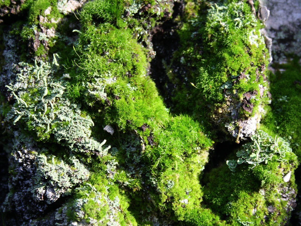 Forest Stewardship Council tweet media