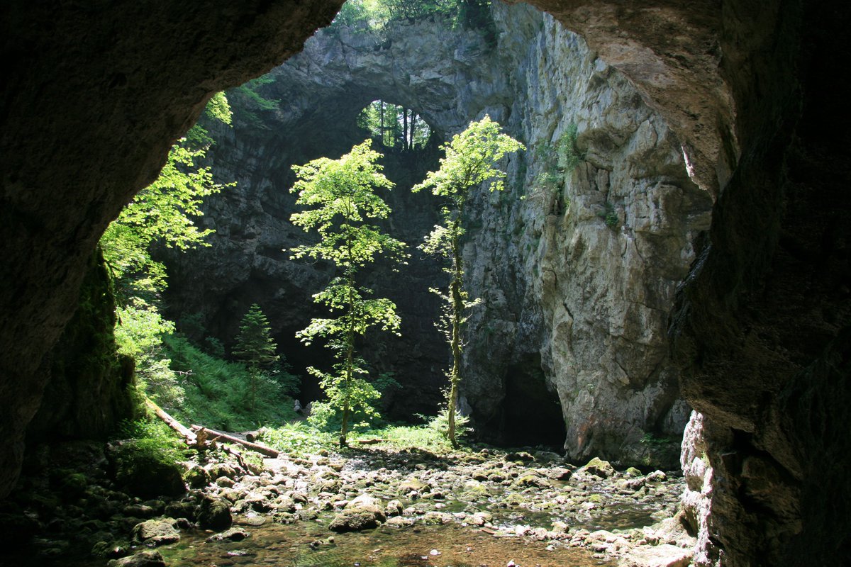 Did you know? Forest managers in FSC-certified forests must: 

🌱 ensure forest ecosystems are healthy and resilient 
🐒 protect endangered and threatened species and habitats
🌳 prevent deforestation and degradation, and
💧 maintain or enhance environmental values

#FSCcertified