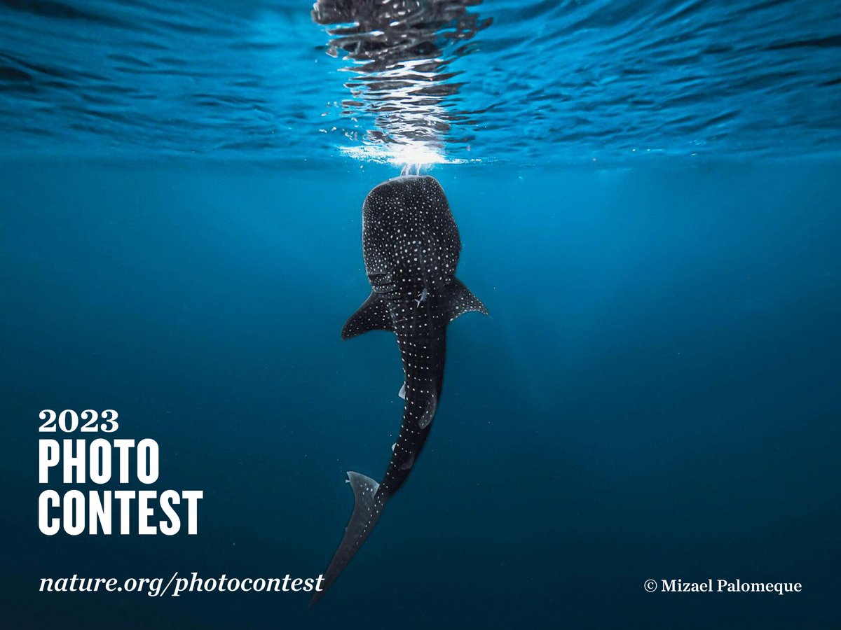 It’s big. It’s spectacular. It’s… our 2023 Photo Contest!  

Shine your light on the power and beauty of the natural world. Take the chance and enter now until September 29 HERE: nature.ly/45w7ssd 

#NaturePhotography #NatureAfrica #PhotoContest #WorldWhaleSharkDay