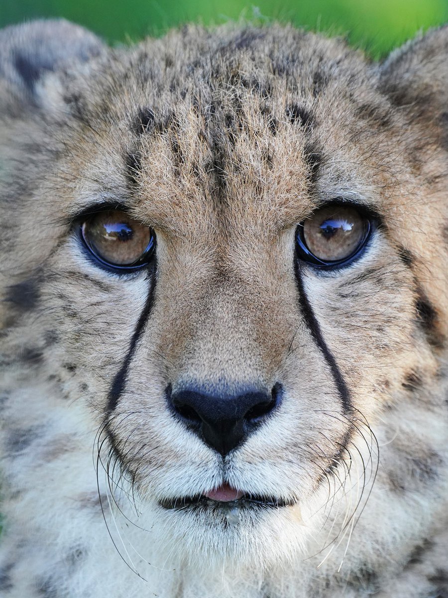 fuji_safari1980's tweet image. だんだん凛々しい顔つきに ✨

#子チーター #cheetahcub 
#富士サファリパーク 
fujisafari.co.jp/news/baby/4448…