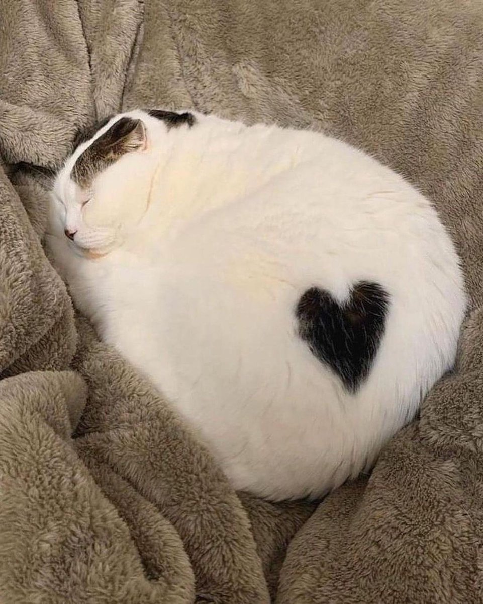 catshealdeprsn's tweet photo. https://t.co/qdXF1WbnBt