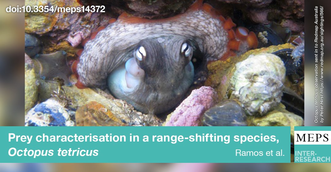 MEPS_IR's tweet photo. Recent study describes the #prey of a marine range-shifting #octopus (Octopus tetricus) off south-east Australia using #DNAmetabarcoding, with potential ecological, economic, and conservation implications in the range-extended area
https://t.co/sVr0LlXMDz https://t.co/eEVqjVSJjR