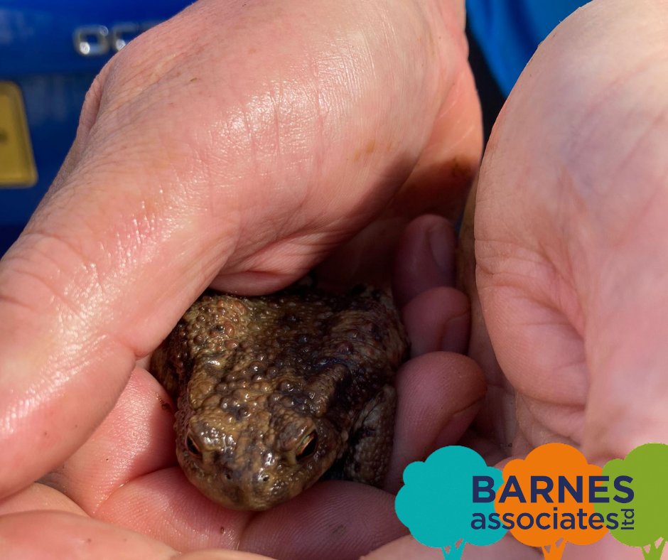 BarnesAssocLtd's tweet image. Not all heroes wear capes!  👇
When we heard a Toad in distress we deployed Ian to the scene who safely extracted the Toad to safety whilst Mat eagerly waited camera in hand for a ‘you’ve been framed’ £250!  😂 (That never came)
#BarnesAssociates #TreeSurvey #TreeConsulting