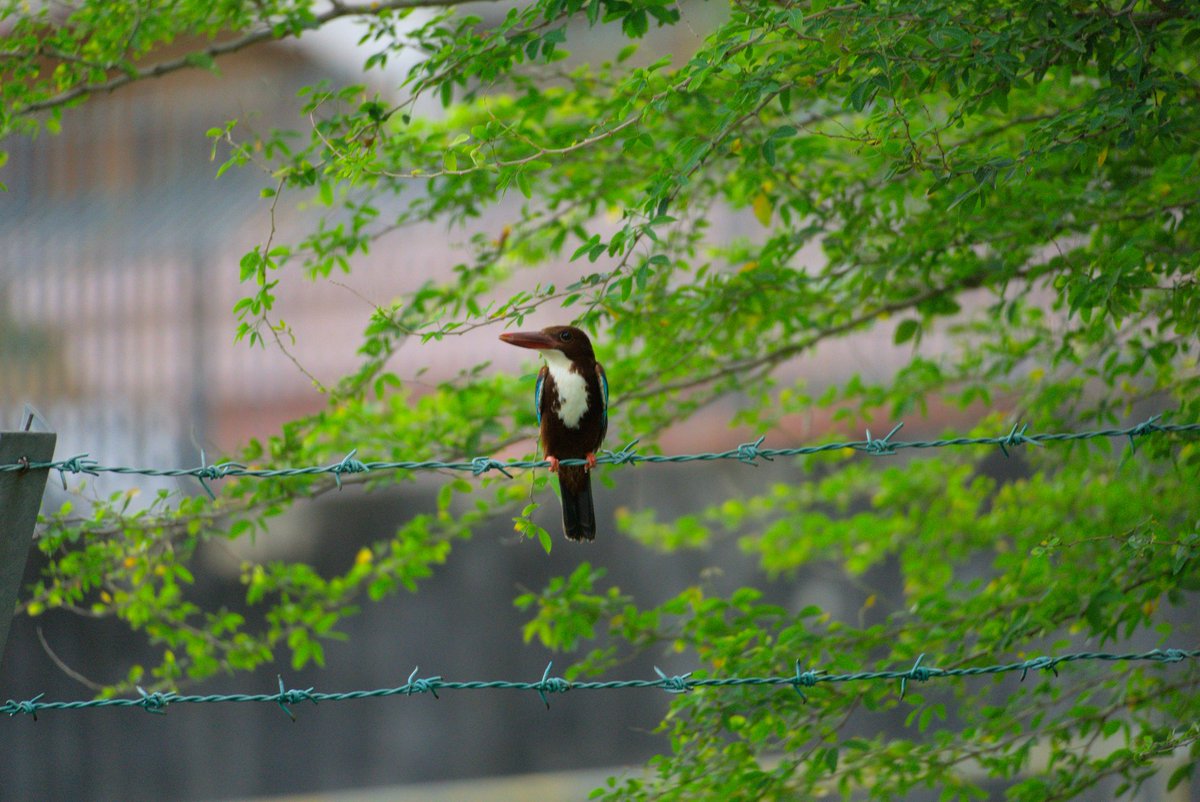 Neurotic Codemonkey tweet media