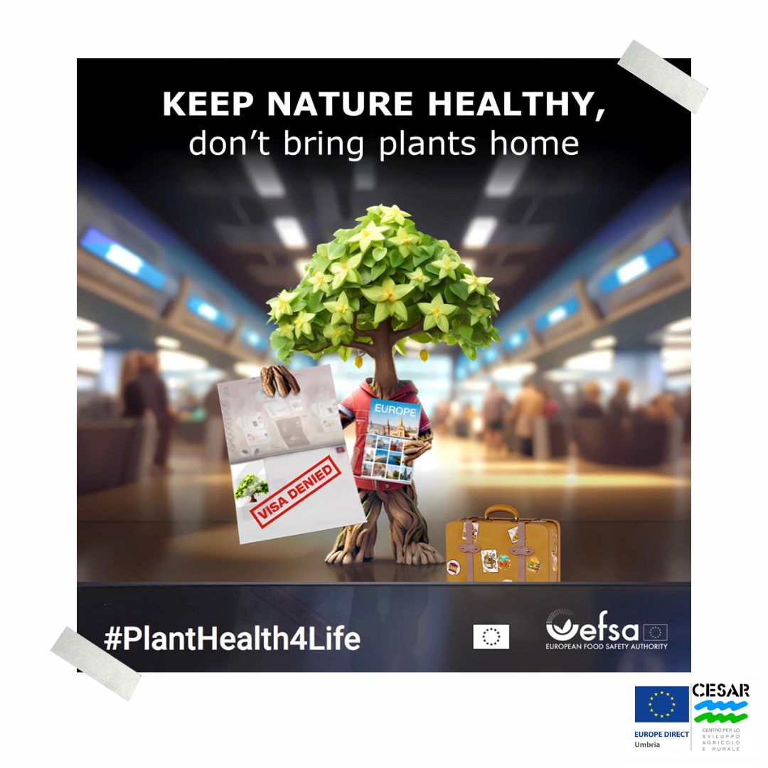 #PlantHealth4Life è una campagna UE a cura di @EFSA_EU che promuove il legame tra salute delle piante e vita quotidiana. 🌿🇪🇺

Abbiamo tutti un ruolo da svolgere per mantenere le piante in salute.✅

Scopri di più: campaigns.efsa.europa.eu/PlantHealth4Li…