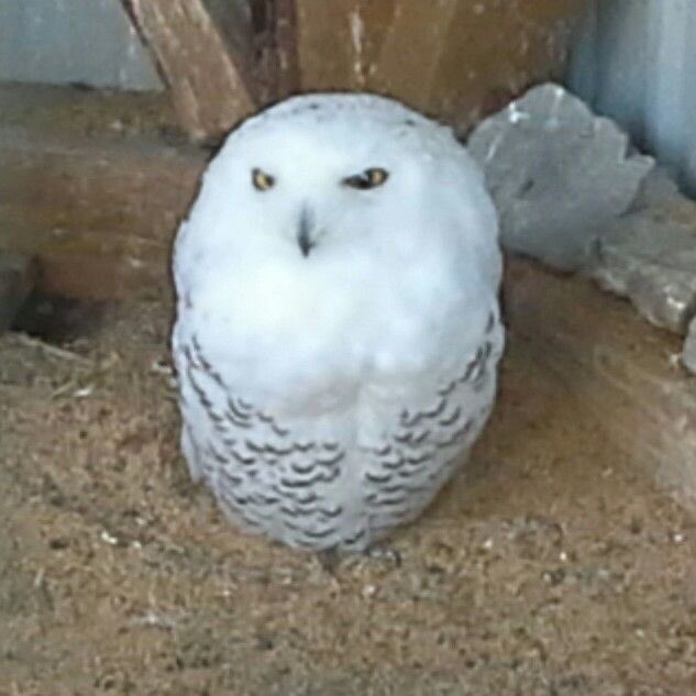 taehyun as owls (@2k0t0h2) on Twitter photo 