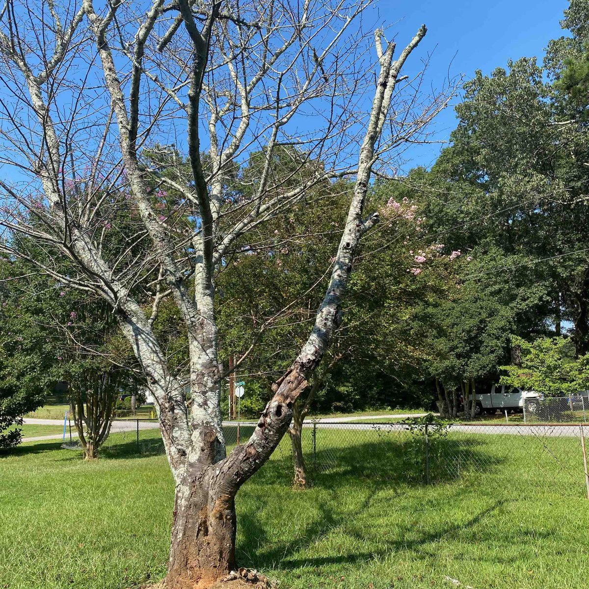DonsTreeSvc's tweet image. Yepper, this is a dead tree. #donstreeservice #deadtrees #atltreeservice