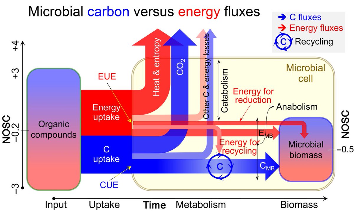 Yakov Kuzyakov . . . priming Soil Science (@ykuzyakov) on Twitter photo 💥FUNDAMENTALS 💥of
CARBON & ENERGY use by Microorganisms in #Soil
in <a href="/GlobalChangeBio/">Global Change Biology</a>
doi.org/10.1111/gcb.16…
By Chaoqun Wang & <a href="/ykuzyakov/">Yakov Kuzyakov . . . priming Soil Science</a>
#SoilOrganicMatter #SoilOrganicCarbon #sequestration #microbialbiomass #enzymes
#carbon #Energy #CarbonUseEfficiency
<a href="/uniGoettingen/">Uni Göttingen</a> 💥FUNDAMENTALS 💥of
CARBON & ENERGY use by Microorganisms in #Soil
in <a href="/GlobalChangeBio/">Global Change Biology</a>
doi.org/10.1111/gcb.16…
By Chaoqun Wang & <a href="/ykuzyakov/">Yakov Kuzyakov . . . priming Soil Science</a>
#SoilOrganicMatter #SoilOrganicCarbon #sequestration #microbialbiomass #enzymes
#carbon #Energy #CarbonUseEfficiency
<a href="/uniGoettingen/">Uni Göttingen</a>