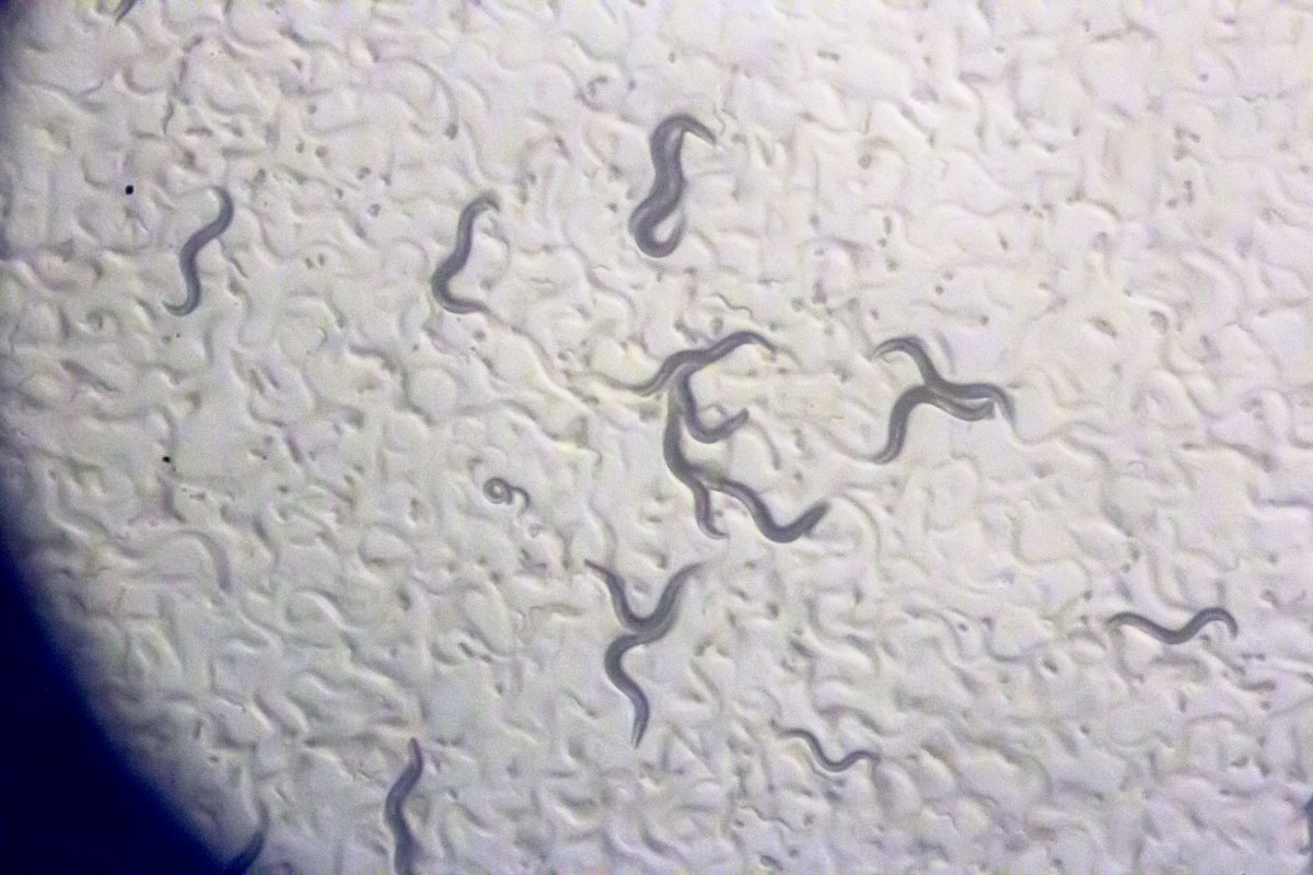 LSI researchers have discovered how earless roundworms (#celegans) can sense sound without ears, uncovering similarities in sound-sensing mechanisms found in other species — from insects to mammals. 
myumi.ch/Nk83R