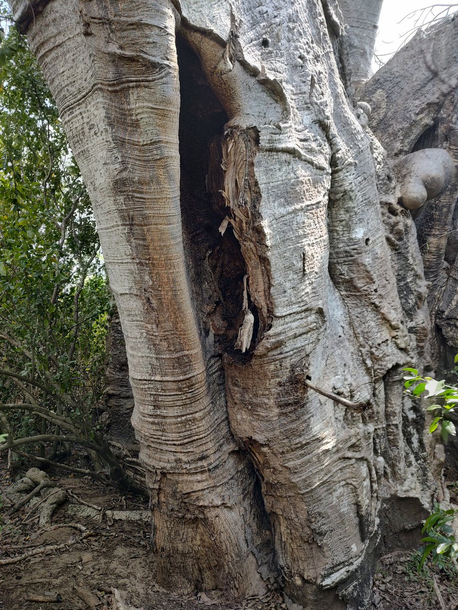 The baobab trees on the Winde survey in Tanzania have bee hives in the cracks. See the sticks in the trunk used to climb up for the #honey @IchumbakiE @urithiwetutz @UdsmOfficial