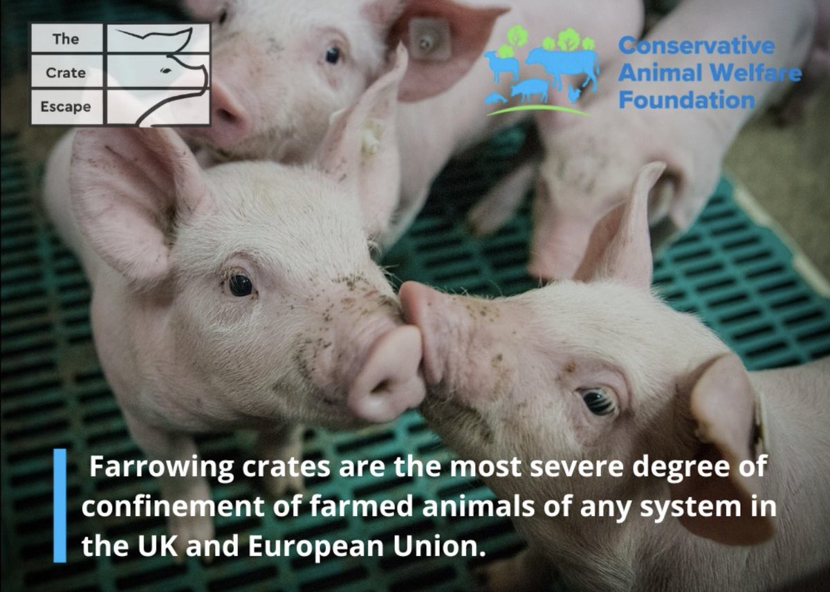 Our #CrateEscape campaign calls on @DefraGovUK to end pig farrowing crates which are currently used for 60% of sows in the UK, who are unable to move about or even turn around for 5 weeks. Some countries have banned these cages for years but this is still legal in the UK…