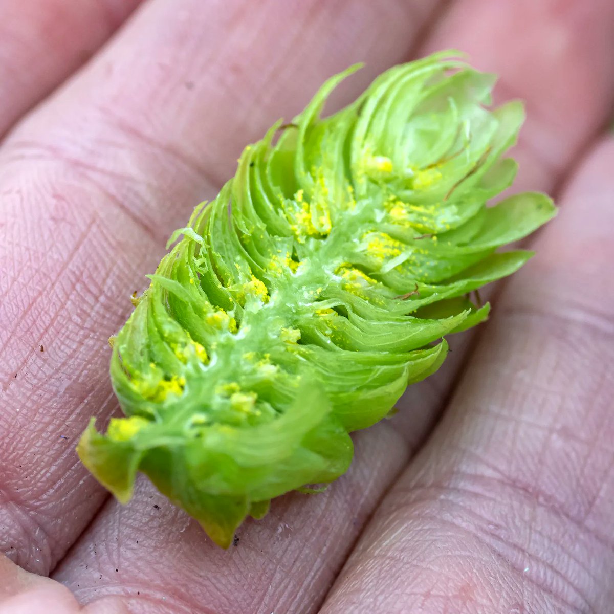 The #lupulin is forming nicely in our hops now. 

The lupulin is the yellow powder in the photo. It's where the magic happens as it's packed with all the hop acids and essential oils that give your beer its flavour and aroma. 

You probably wouldn't want to try it raw, though!