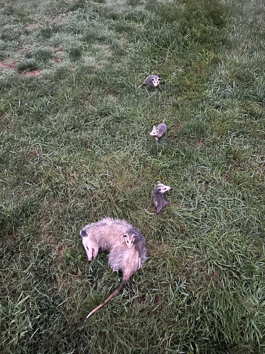 tkarch15's tweet image. True definition of playing possum