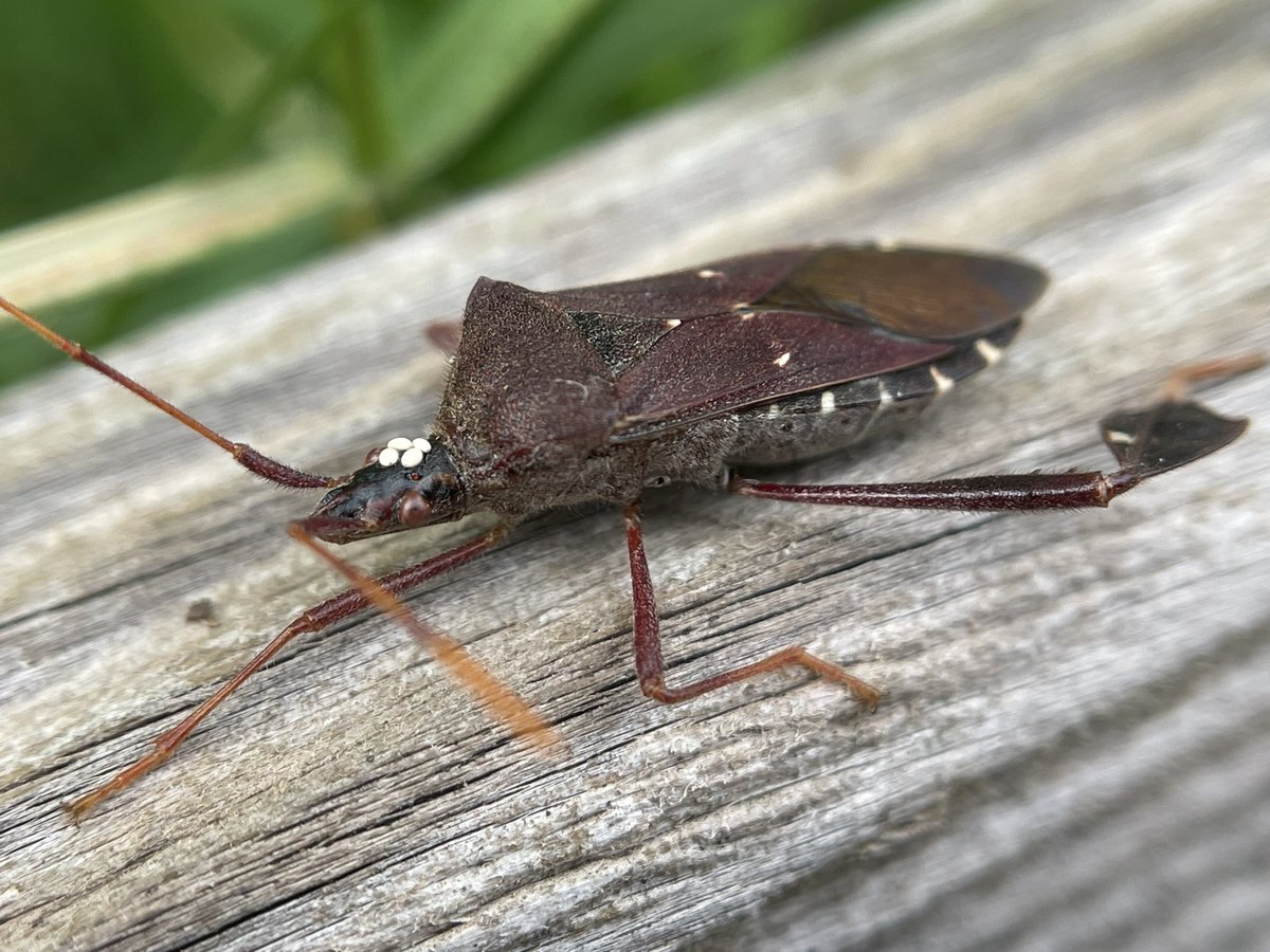 crevicedwelling's tweet image. Leptoglossus with a hat…

a hat of tachinid fly eggs, who will consume its innards when they hatch