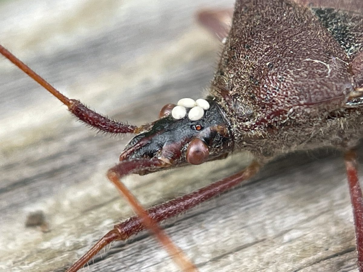crevicedwelling's tweet image. Leptoglossus with a hat…

a hat of tachinid fly eggs, who will consume its innards when they hatch