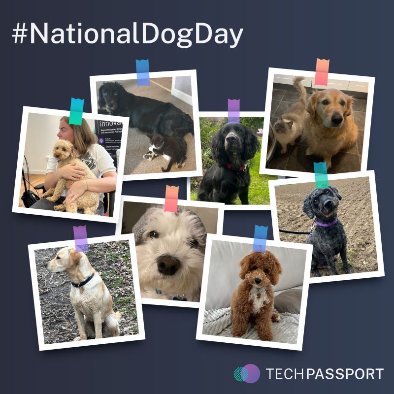 tech_passport's tweet image. 🐾 Happy #NationalDogDay! 🐾 At TechPassport, our four-legged friends light up our days. Beyond digital connections, we value bonds with our furry pals. Meet the TechPassport pups and let&apos;s spread pawsitivity today! 🐕🐶 #TechPassport #PawsForThought #Pawsitivity